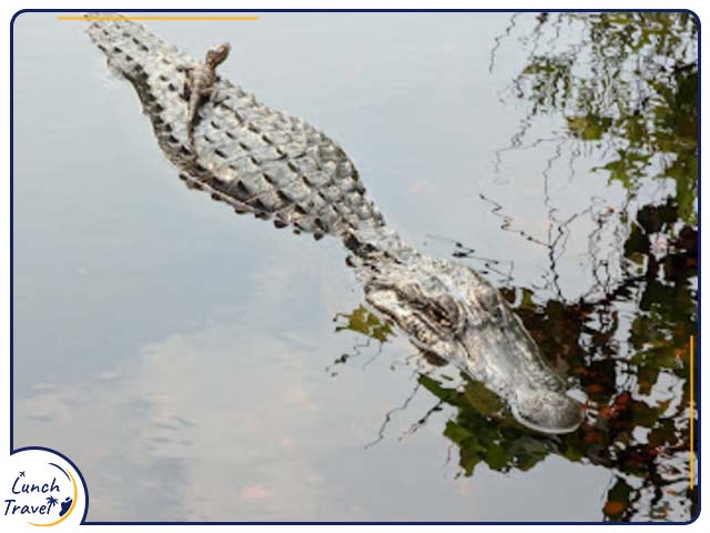 gulf shores state park alligators