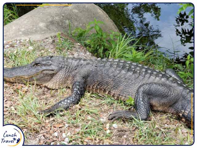 gulf shores state park alligators